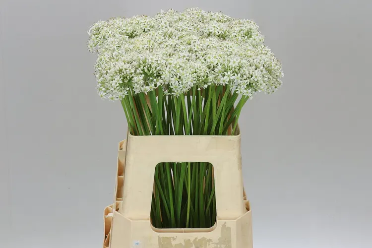 Allium Tuberosum 55 cm