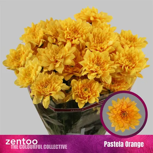 Chryzantéma trsová Pastela Orange 70 cm