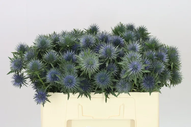 Eryngium Magnet 50 cm