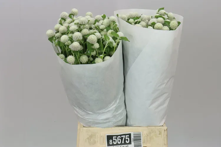 Gomphrena Gl Ov biela 50 cm
