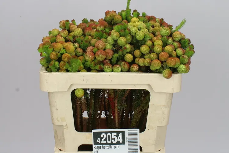Kaaps Berzelia Galpinii 50 cm
