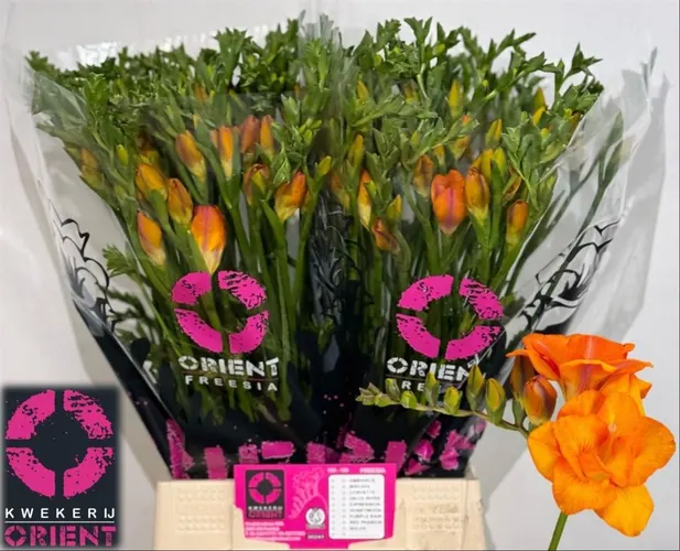 Frézia plnokvetá Clementine Ex 52 cm