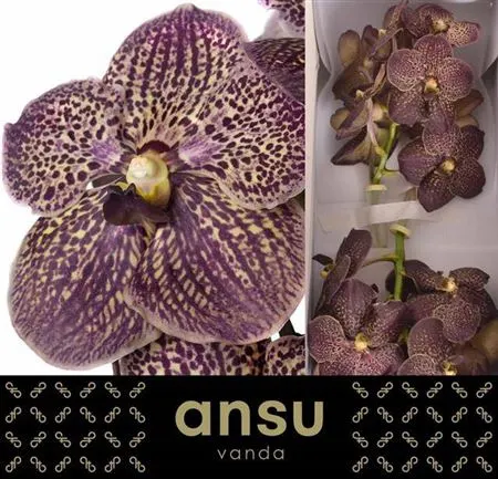 Orchidea Vanda Su Chocolate Brown 30 cm