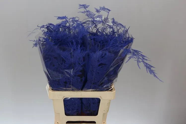 Asparagus Extra Veren Blue 65 cm
