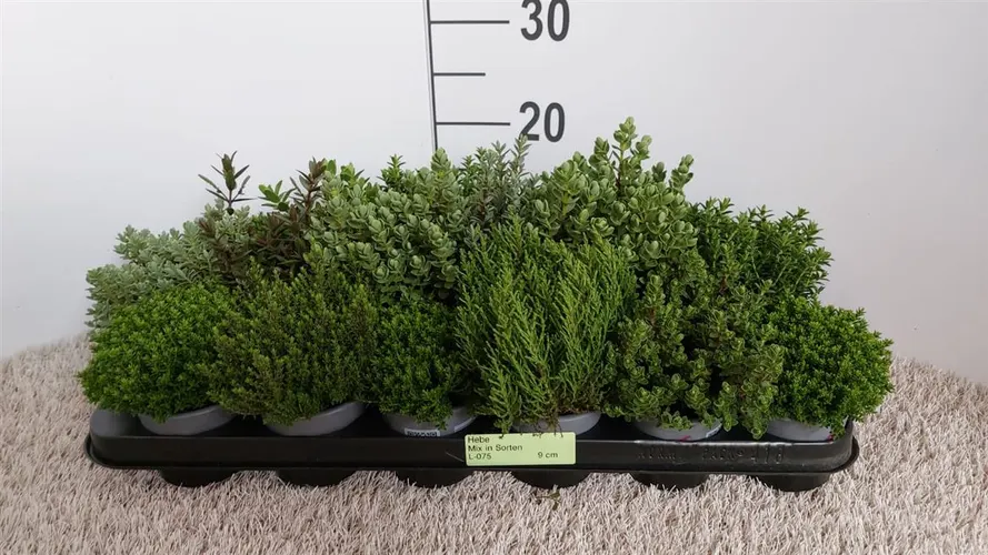 Hebe Green Boys Gemengd črepník 9 cm