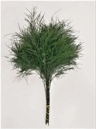 Treefern 60 cm