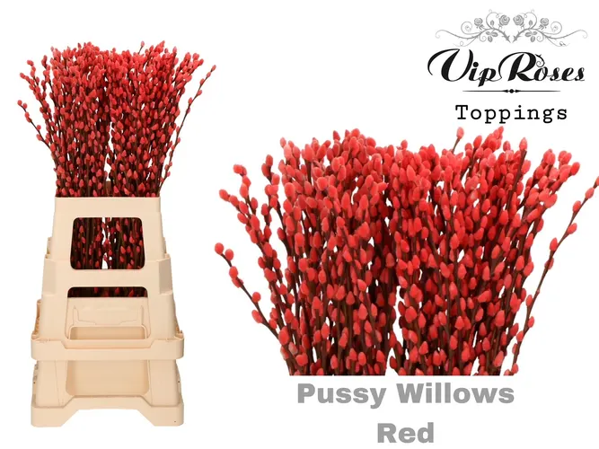 Salix Pussy Willow Red 70 cm