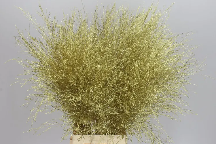 Panicum farbené Gold 90 cm