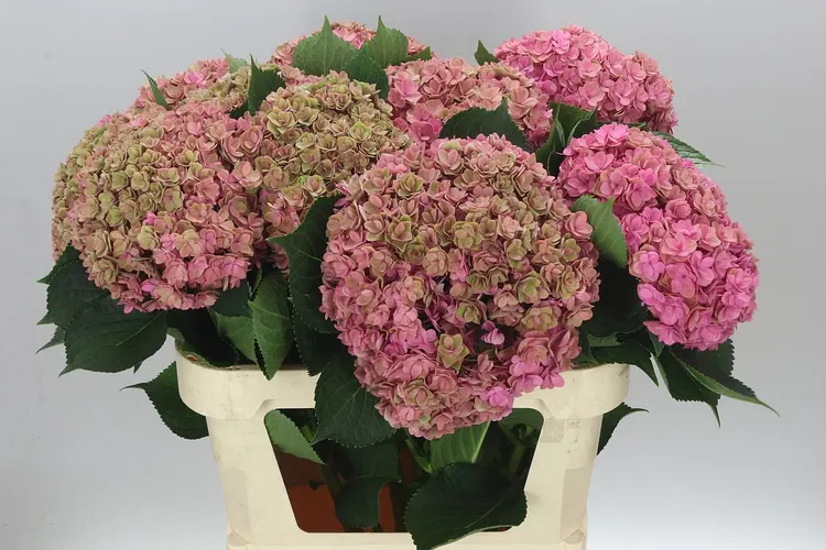 Hydrangea Kiss Classic 80 cm