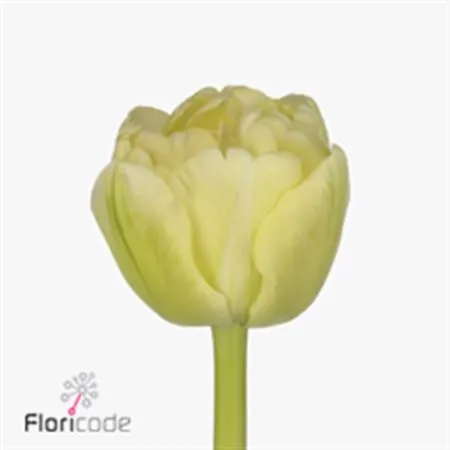 Tulipa Du Avant Garde