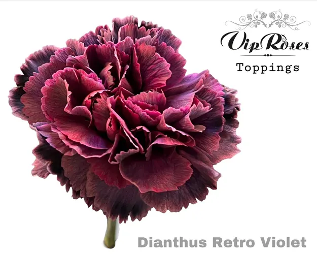 Di St Retro Violet 60 cm