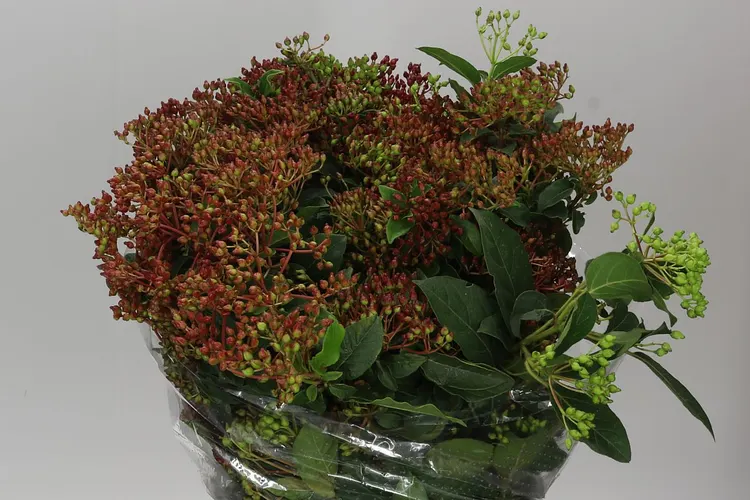Viburnum Berries 50 cm