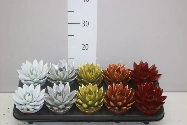 Echeveria Xmas mix črepník 10,5 cm