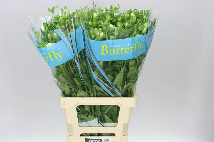 Ranuncul Butterfly Graces 70 cm