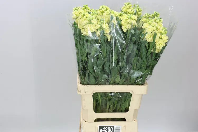 Matthiola Cream It. Imp 70 cm