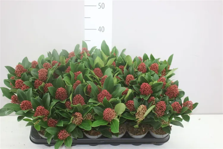 Skimmia Rubella 4+ črepník 9 cm