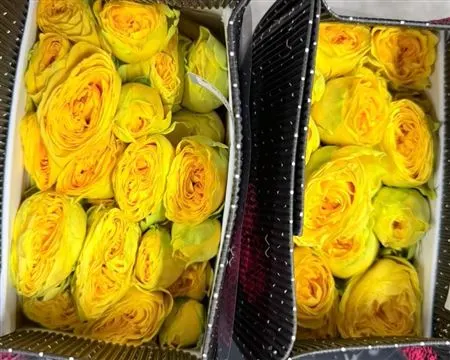 Rosa Tr Ec Sunny Trendsetter 50 cm