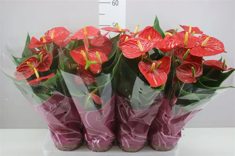Antúrium Esudo črepník 14 cm