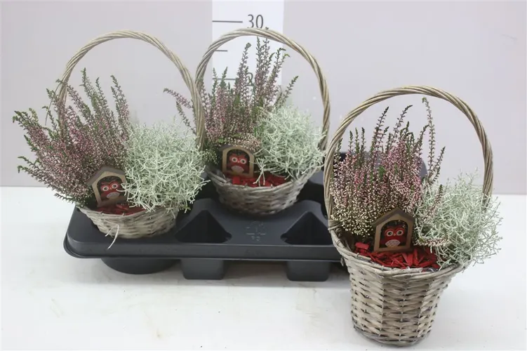 Arr Tuinplanten In Hengsel Mand črepník 18 cm