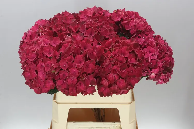 Hydrangea Ruby Pink 80 cm