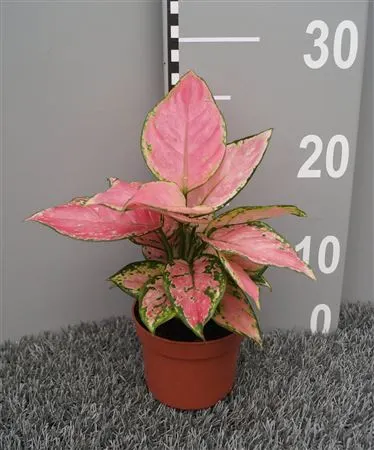 Aglaonema Pink črepník 10,5 cm