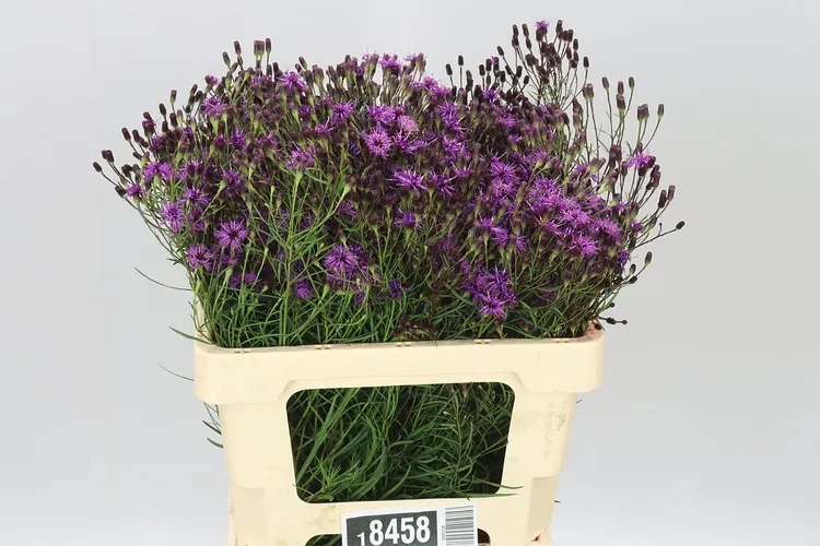 Vernonia Crinita 60 cm