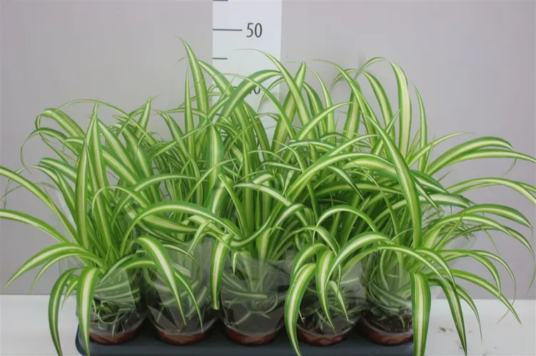 Chlorophytum Co Variegatum črepník 12 cm