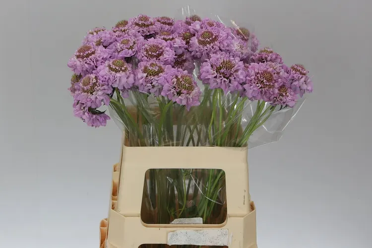 Scabiosa Atr Fabienne 60 cm