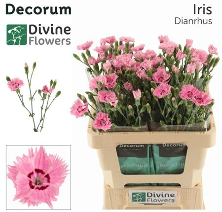 Di Fiorino Iris 60 cm