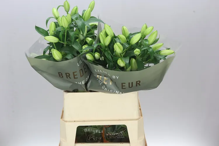 Lil Or Double Bowl Of Beauty White 80 cm