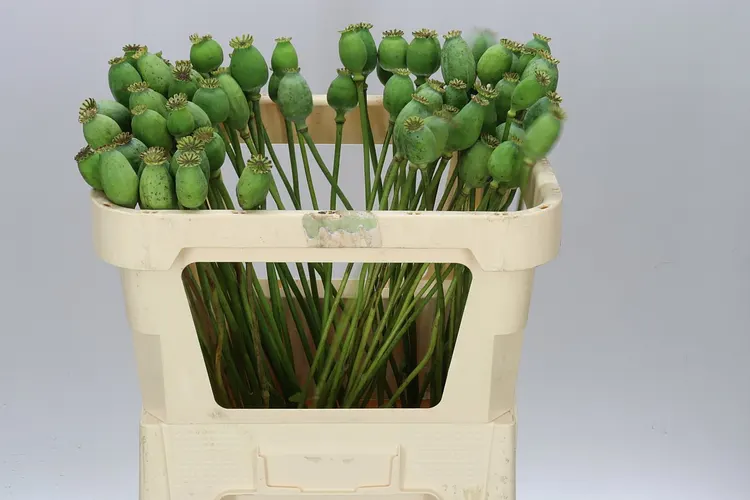 Papaver Seedheads Small 65 cm