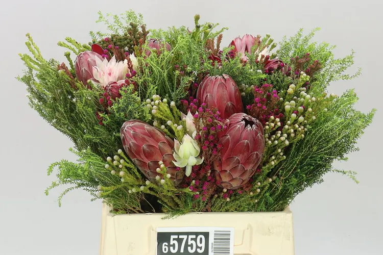 Bq 3 Flower Protea Tinted 40 cm