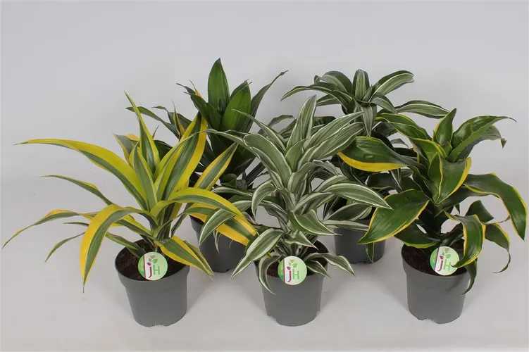 Dracaena Mix črepník 17 cm