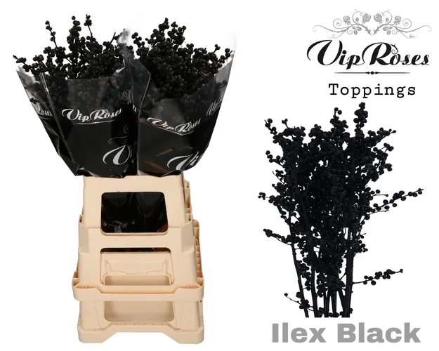 Ilex Black 70 Cm 70 cm