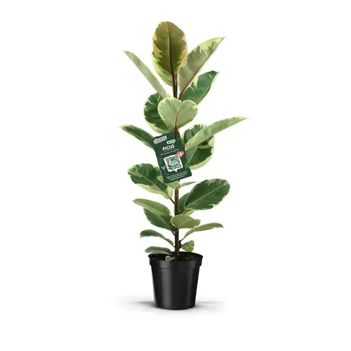 Ficus Elastica Tineke črepník 21 cm