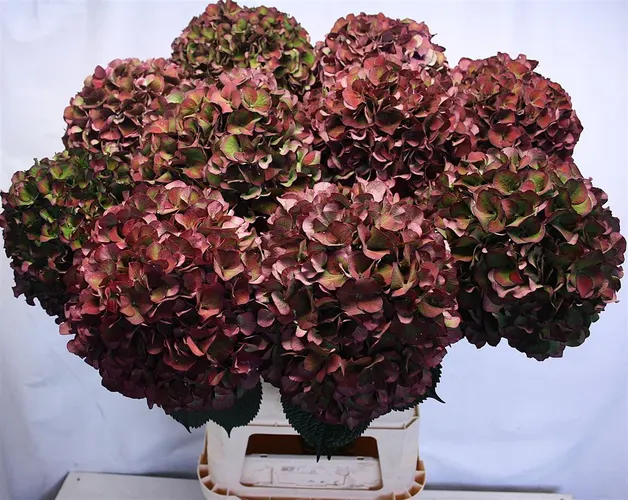 Hydrangea Ruby Glow Classic