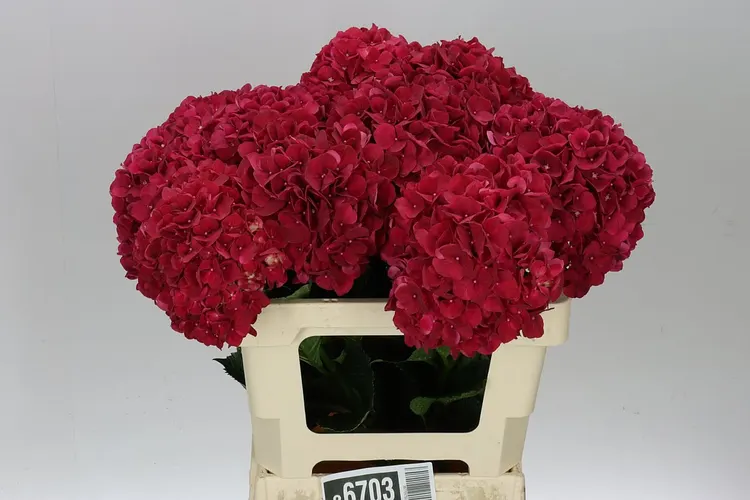 Hydrangea Ruby Red 60 cm