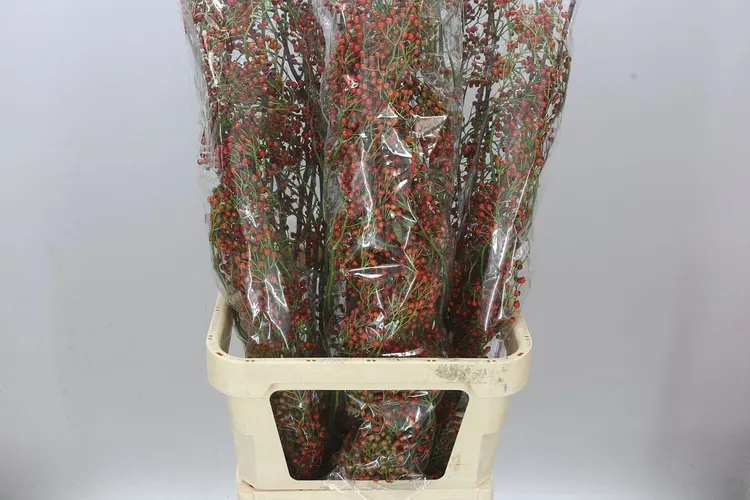 Šípky Corallo 140 cm