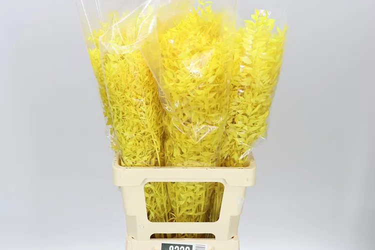 Ruscus Yellow, sušené 70 cm