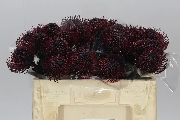 Leucospermum farbené Aubergine 50 cm