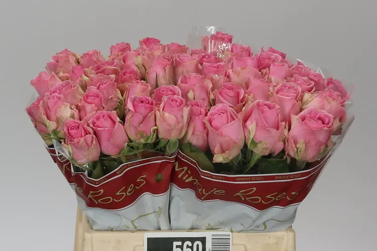 Rosa Gr Wham 40 cm