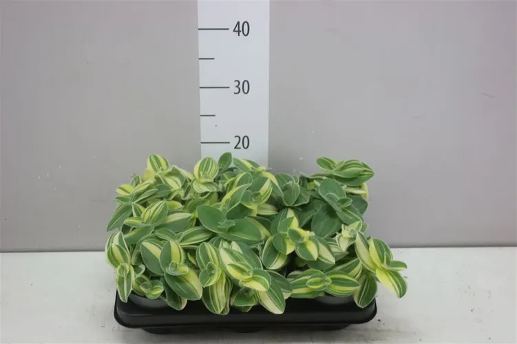 Tradescantia Variegata črepník 12 cm