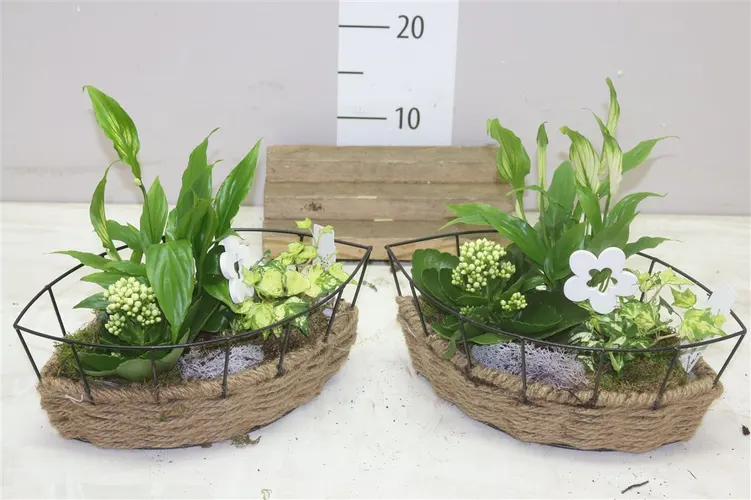 Arr Kamerplanten In Frame črepník 31 cm