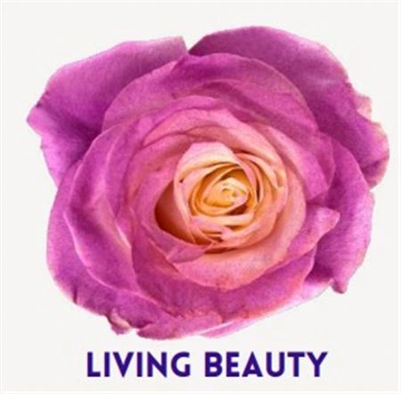 Ruža farbená Living Beauty, Ekvádor 50 cm
