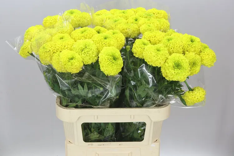 Tagetes E Co Yellow 80 cm