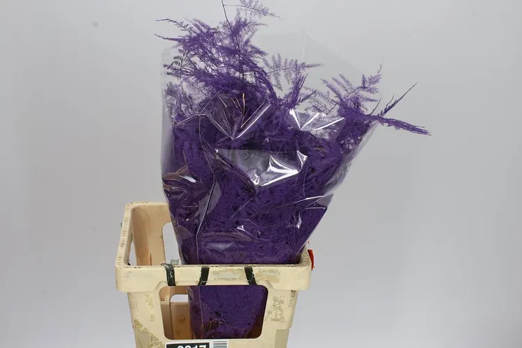 Asparagus Extra Veren Purple 65 cm