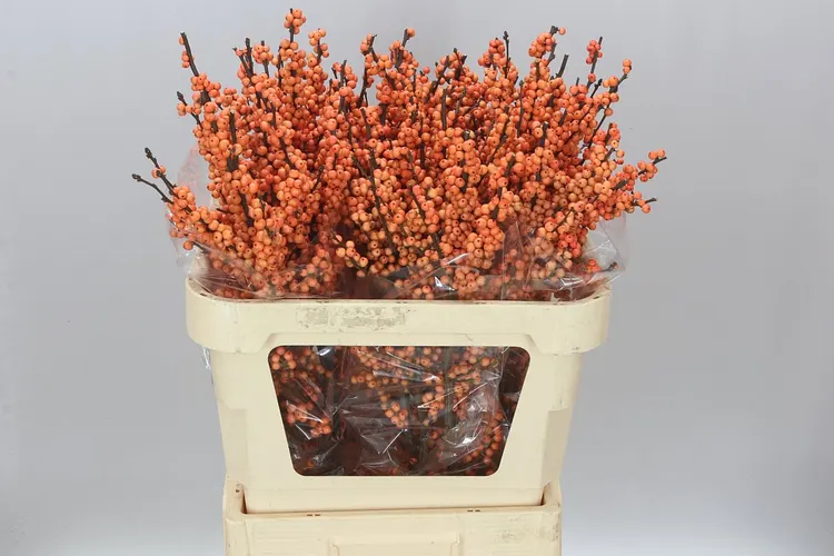 Ilex Winter Gold 80 cm