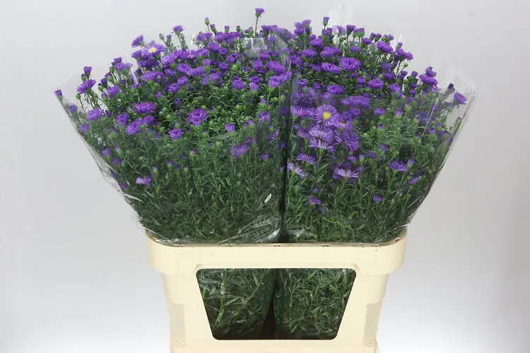 Aster Cecilia 85 cm