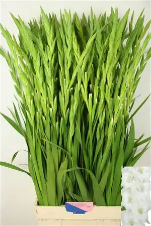 Glad Nova Zembla 115 cm