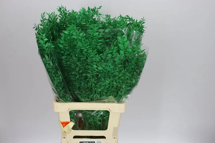 Dried Ruscus Dark Green 70 cm